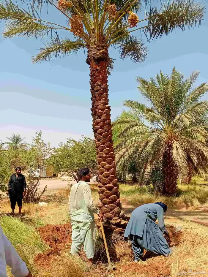 توريد جميع أنواع النخيل الوشنطني والعربي 0