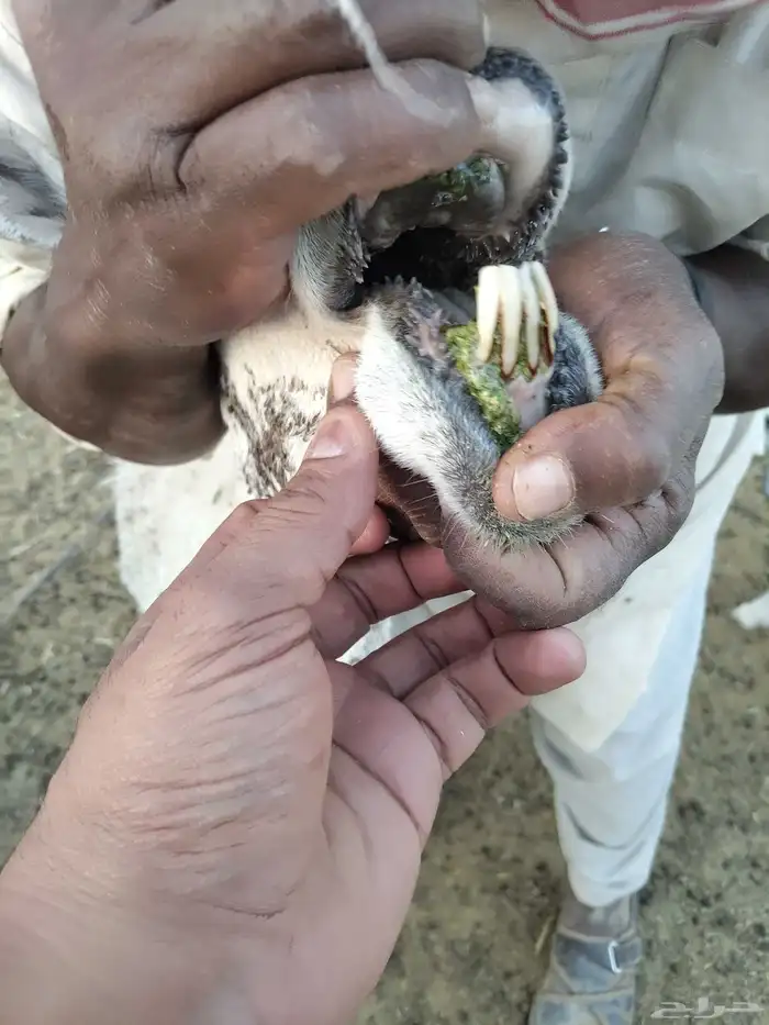 شاه حريه والد معها خروف روم شرط وحليبها وافر 7