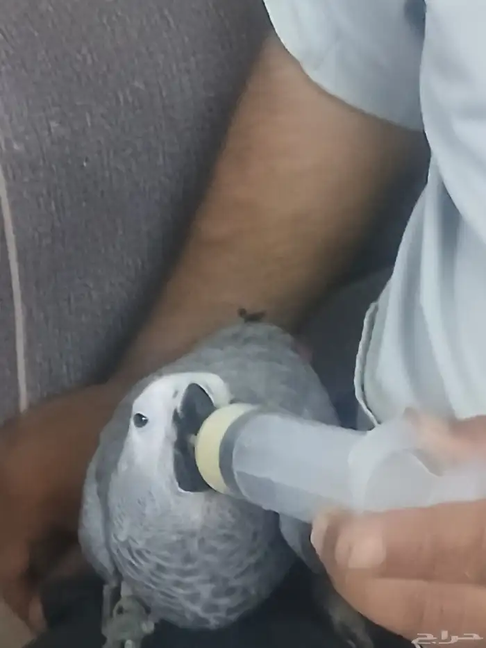كاسكو فرخ عمره ثلاثه الي اربعه شهور 2
