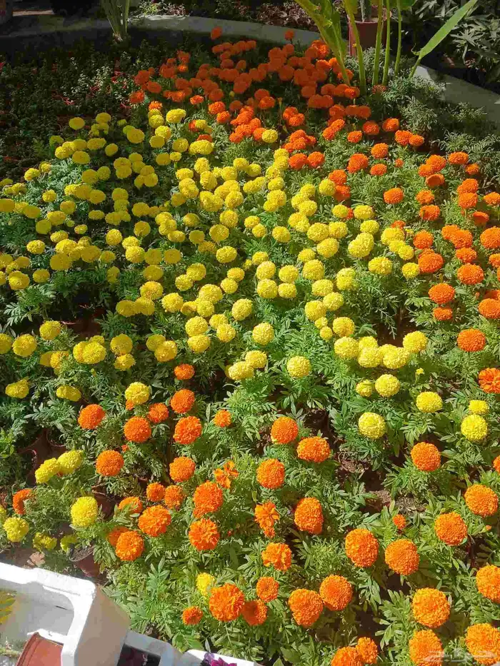 تركيب شبكات ري تزراعي حديق جميع الثجار و انخيل ر 2