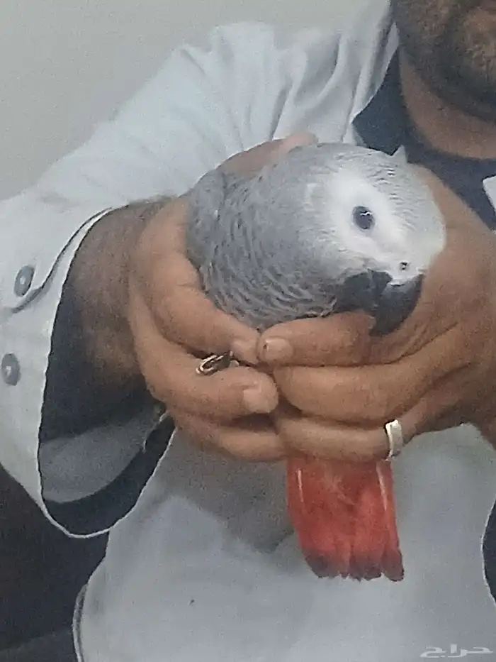 كاسكو فرخ عمره ثلاثه الي اربعه شهور 1
