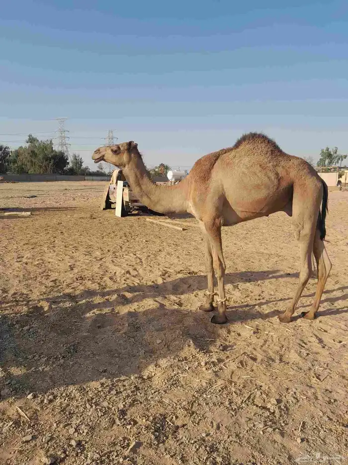 قعود جذع الاب سمحان الميادين الام مهجنه 0