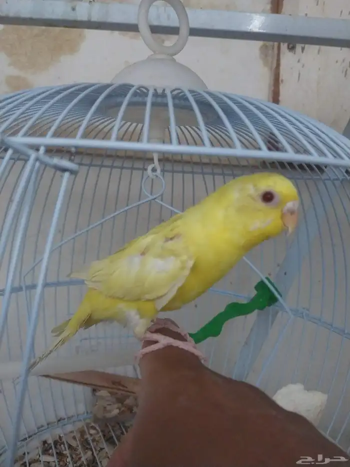 طير حب عادي تمسكه مايعض 0