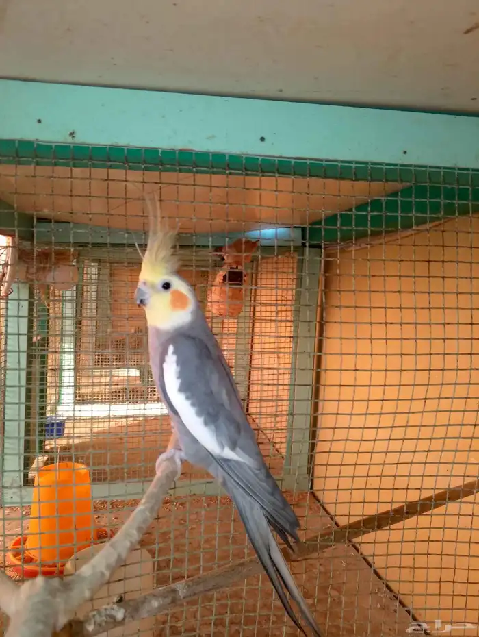 بيع ذكر كروان العمر سنه ونص 1