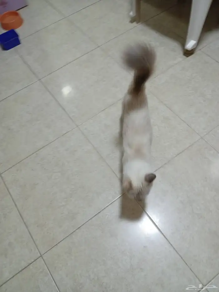 قطة انثى للتبني 1
