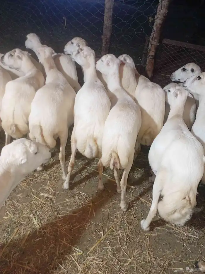 ضان رفيديت دفيع طيبه العدد 70 وعياله عشره 0