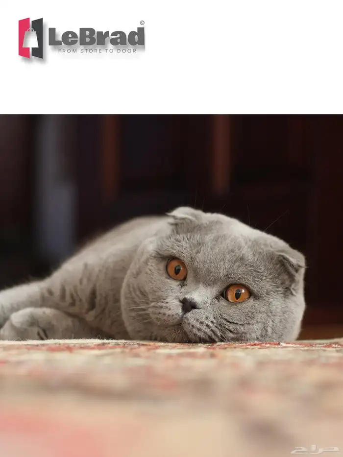 قط ذكر سكوتش بريتش عمر 12 شهر LeBrad Cattery 0