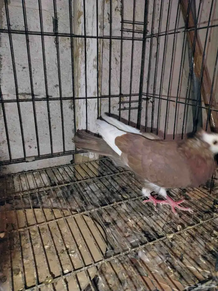 للبيع حمام سوري 5