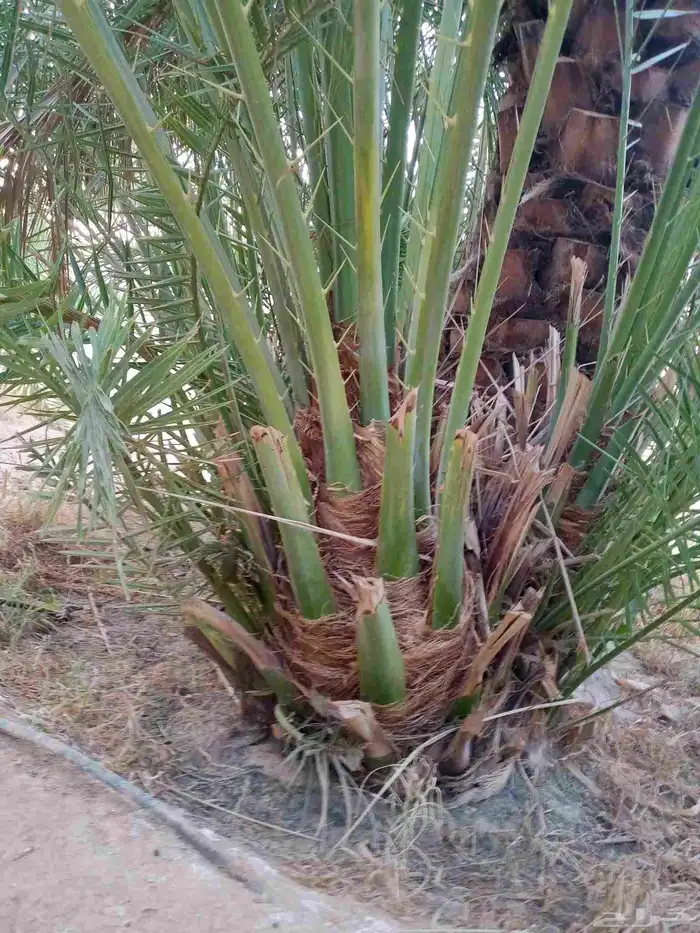 نخل مثمر نخيل مثمره للبيع اخلاص صقعي سكري برحي هلالي 7
