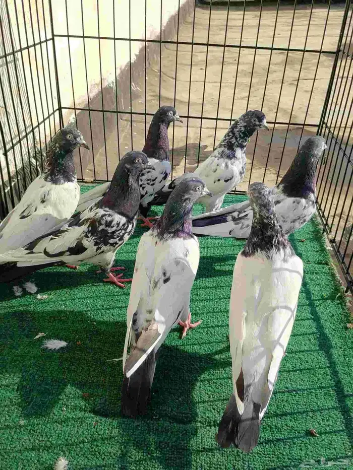 حمام باكستاني تيدي 2