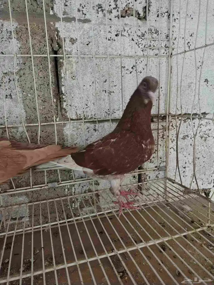 للبيع حمام سوري 3