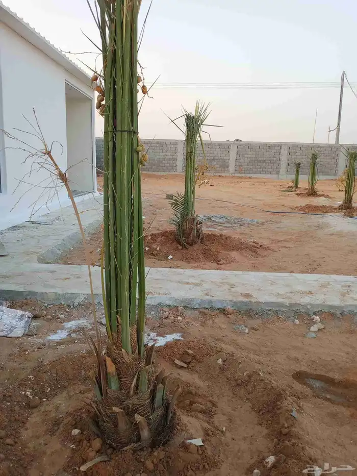 نخل مثمر نخيل مثمره للبيع اخلاص صقعي سكري برحي هلالي 3