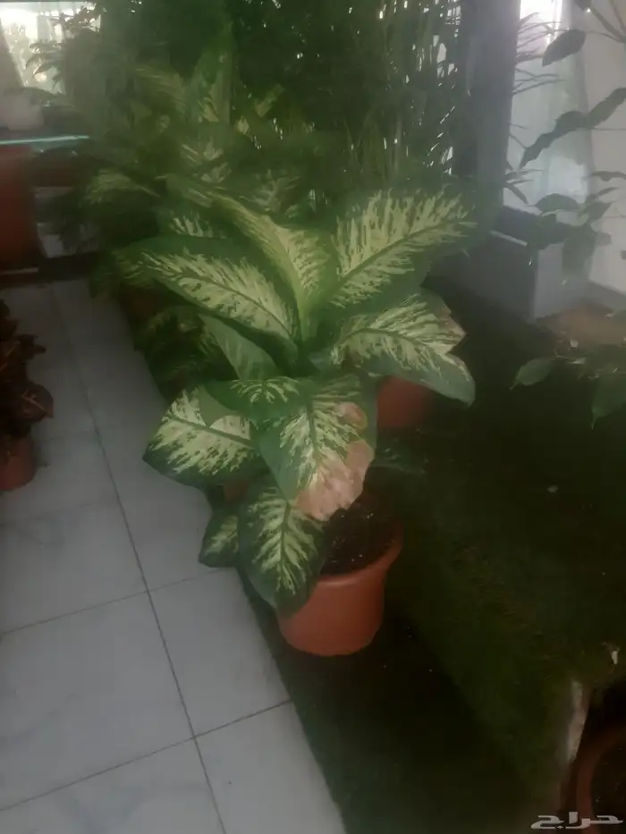 زراعه جميع انواع الاشجار والنخل والنجيل كل ما يتعلق بالزراعه 1