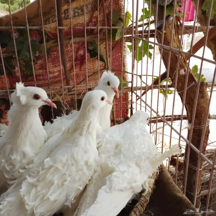 ازواج مفتل 0