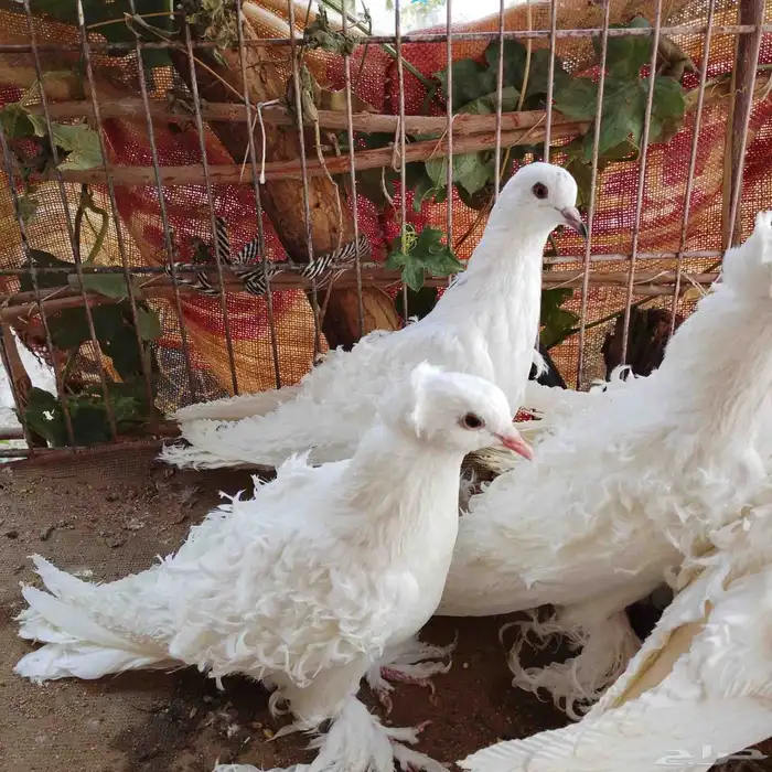 ازواج مفتل 2