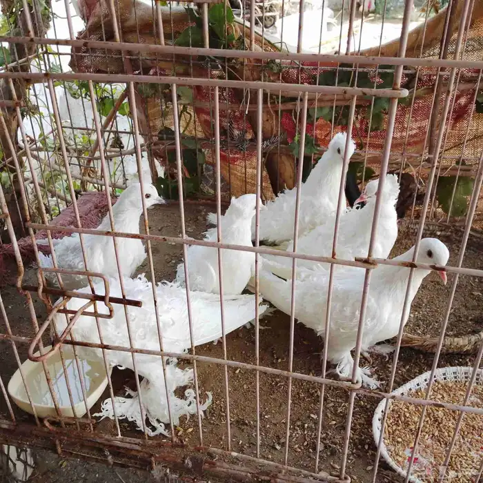 ازواج مفتل 4