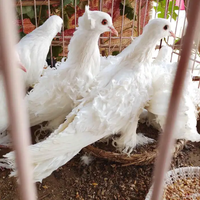 ازواج مفتل 3