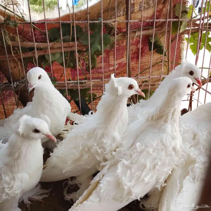 ازواج مفتل 1