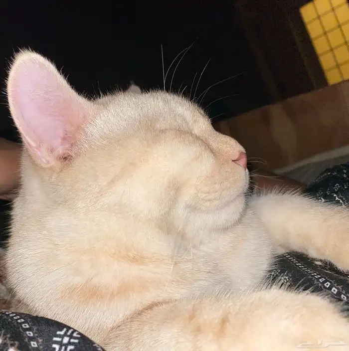 قط البيع 2