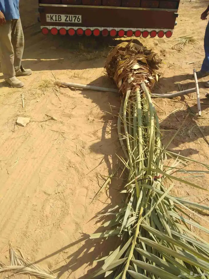 نخل مثمر للبيع اخلاص صقعي هلالي برحي سكري نخيل شيشي مجدول 3