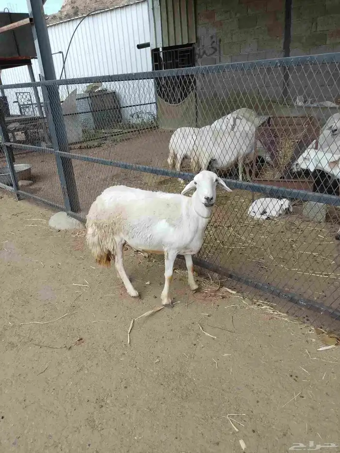 نعرض لكم شاه ماشاء الله تبارك الله حجم ممتاز ونظيه وسليمه 1