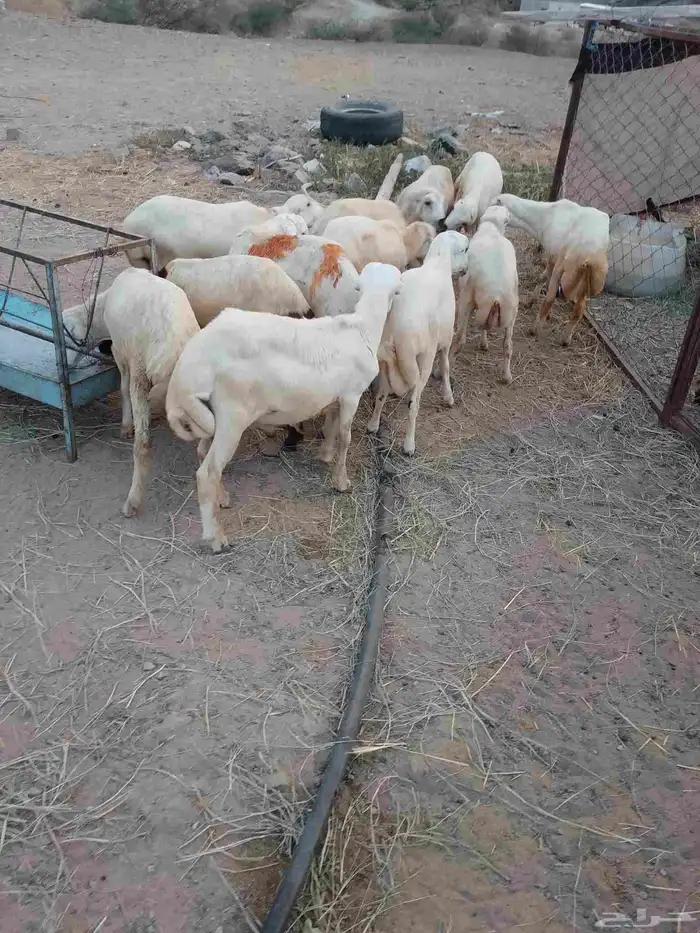 خرفان بلادي العدد 12الموقع العيدابي 3