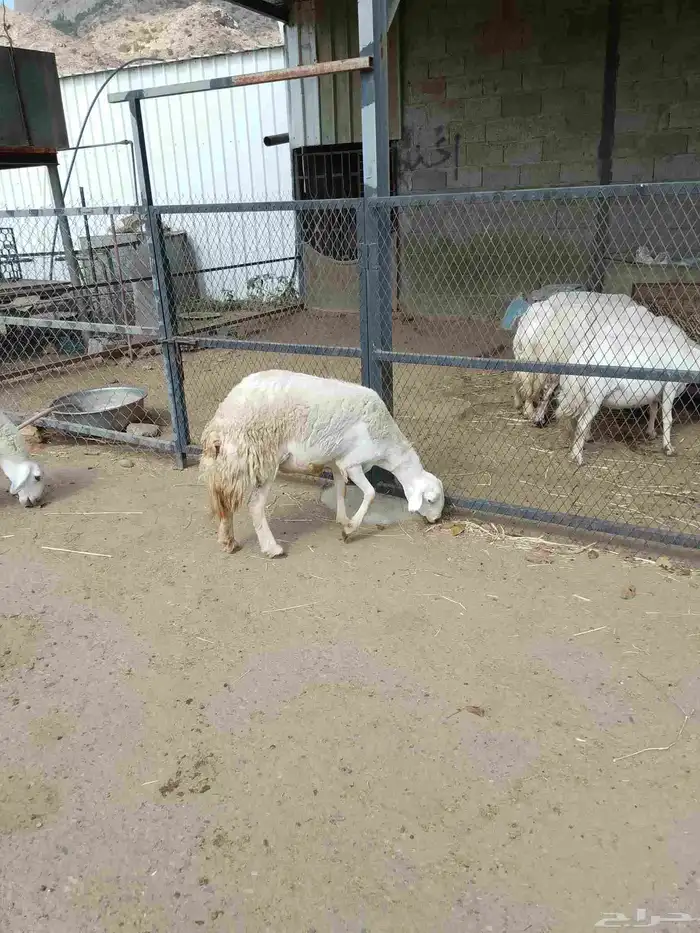 نعرض لكم شاه ماشاء الله تبارك الله حجم ممتاز ونظيه وسليمه 3