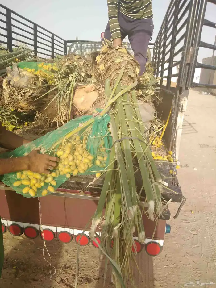 نخل مثمر للبيع اخلاص صقعي هلالي برحي سكري نخيل شيشي مجدول 1