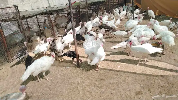 دجاج وبط وحمام ومريعي كله بياض شرط 0