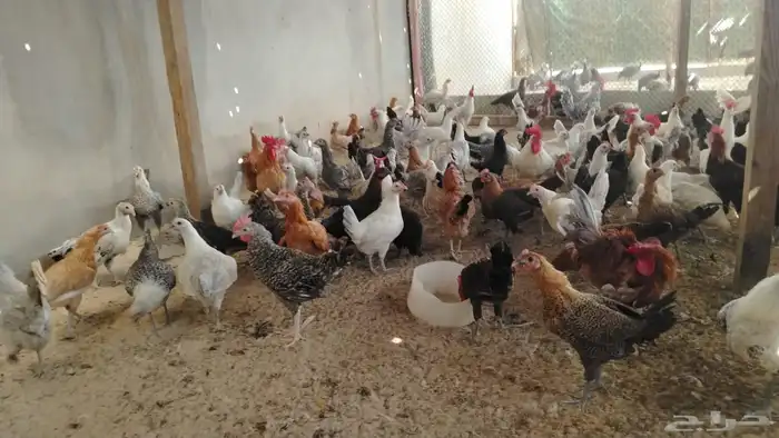 دجاج وبط وحمام ومريعي كله بياض شرط 9