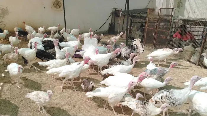 دجاج وبط وحمام ومريعي كله بياض شرط 1