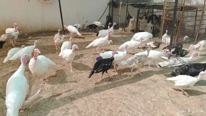 دجاج وبط وحمام ومريعي كله بياض شرط 2