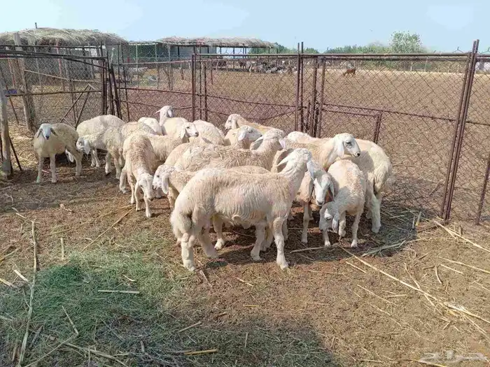 طليان حريه العدد 18 و 2رخل 1