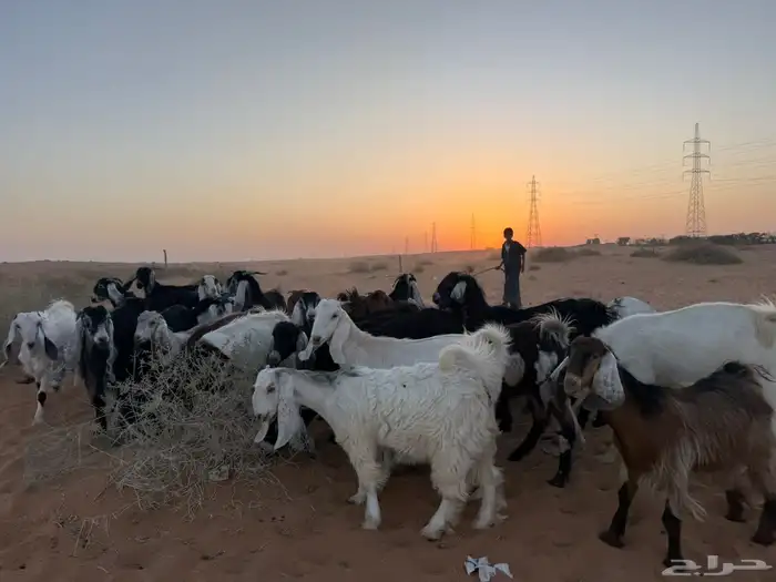 جفرات ماعز 4