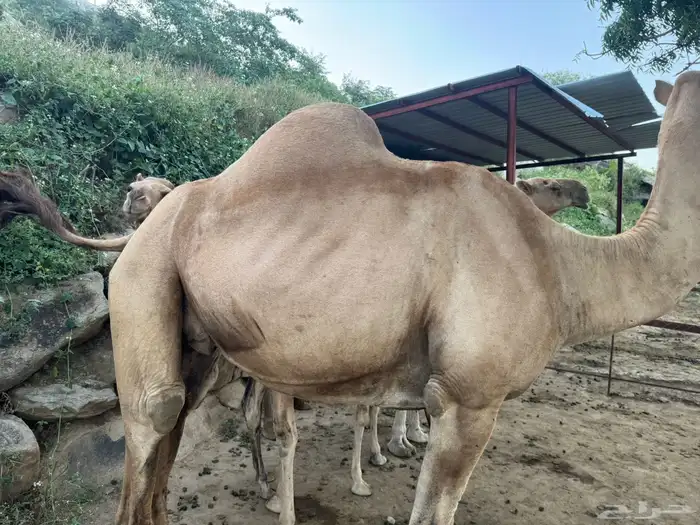 الابل 6
