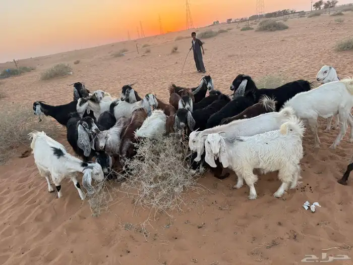 جفرات ماعز 1