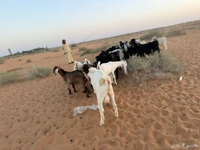 جفرات ماعز 2