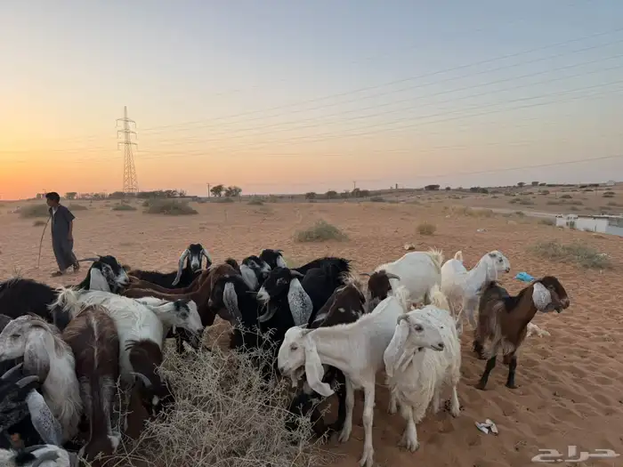 جفرات ماعز 0