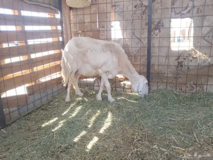 نعجة حرية مضرع 0