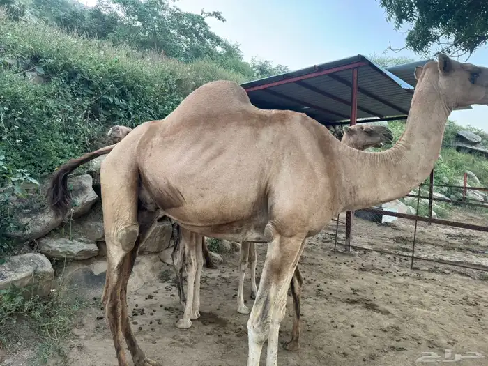 الابل 8