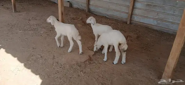 دواغير حريات العدد 3 1