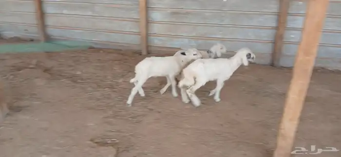 دواغير حريات العدد 3 0