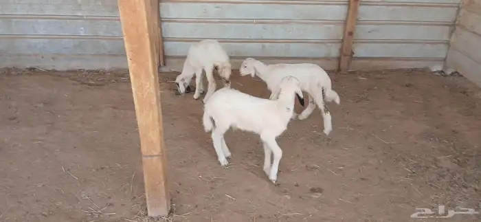 دواغير حريات العدد 3 7