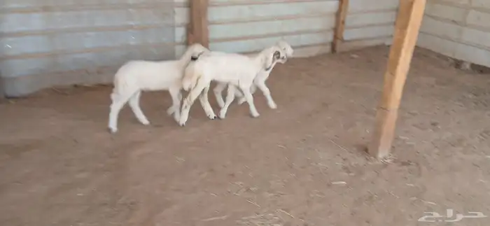 دواغير حريات العدد 3 3