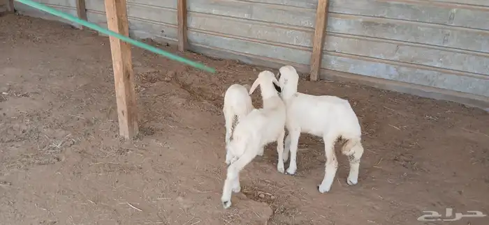 دواغير حريات العدد 3 5