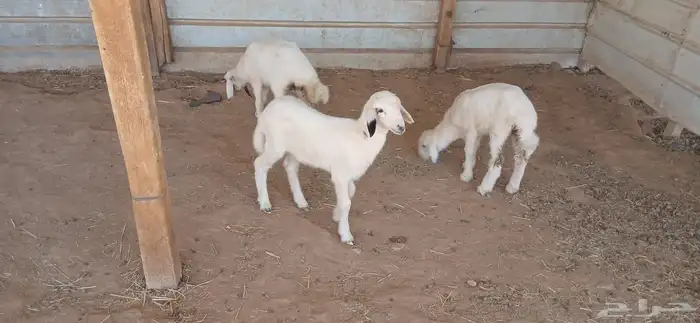 دواغير حريات العدد 3 6