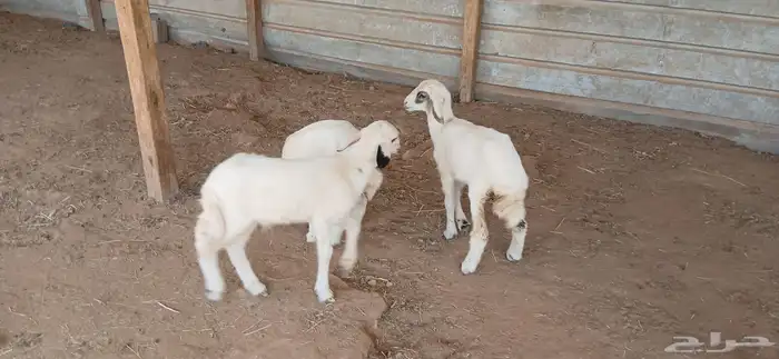 دواغير حريات العدد 3 2