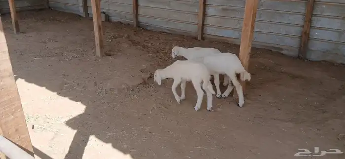 دواغير حريات العدد 3 4