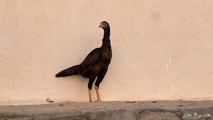 براهما وباكستاني 4