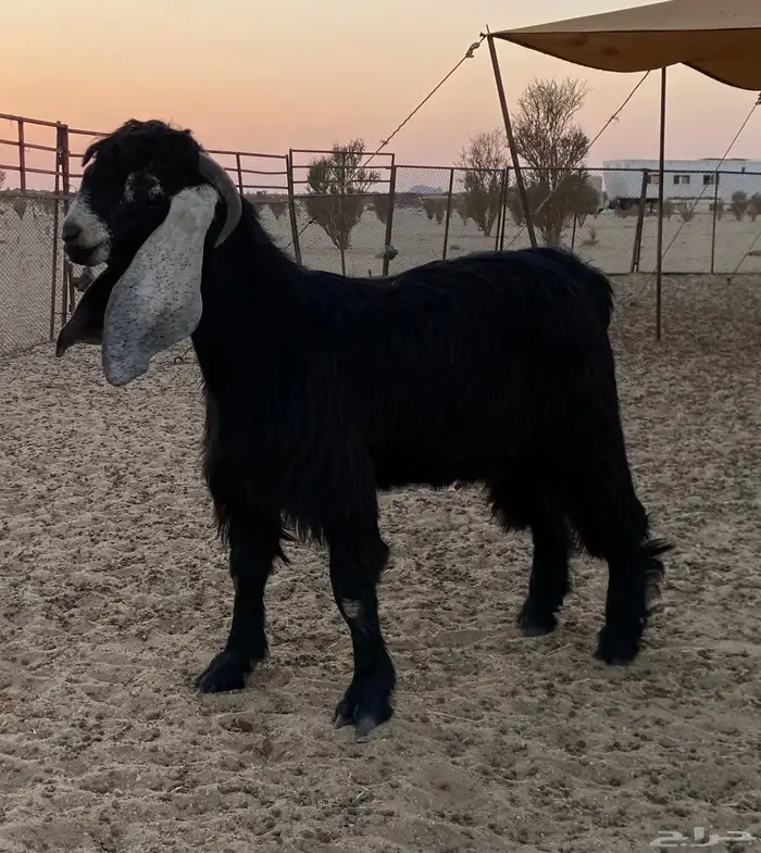 تيس عارضي 2